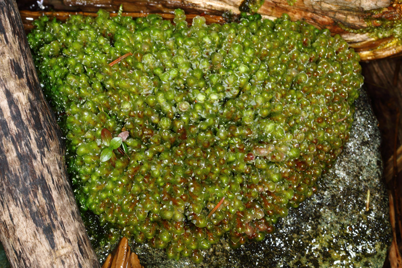 Scapania undulata